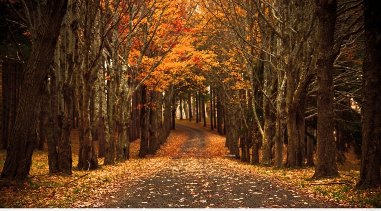 155 Hình ảnh mùa thu lá vàng đẹp lãng mạn nhất