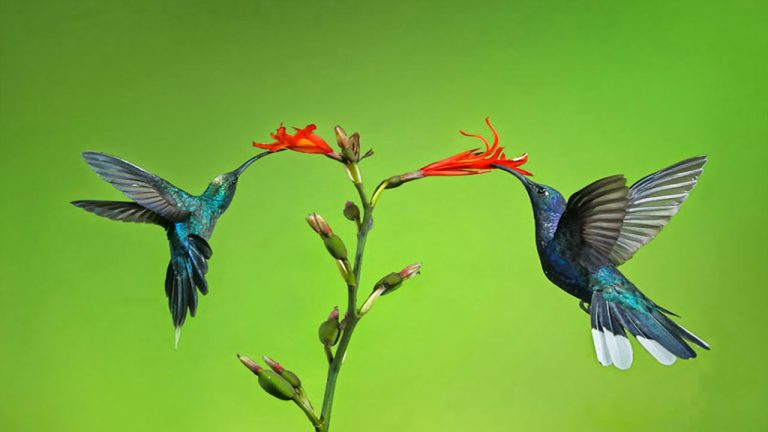 15 bức ảnh tuyệt đẹp về những loài chim hoang dã