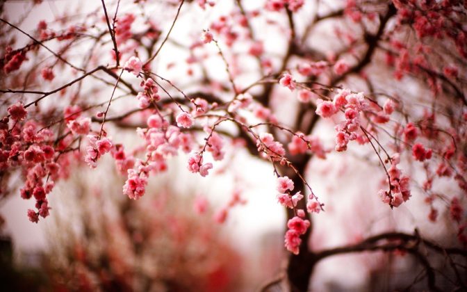 Hình ảnh mùa xuân thiên nhiên đẹp nhất-5