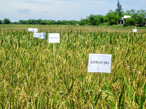 Nguồn gốc và cách trồng cây lúa nước-4