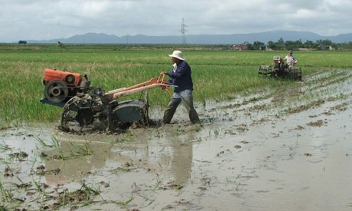 Nguồn gốc và cách trồng cây lúa nước-5