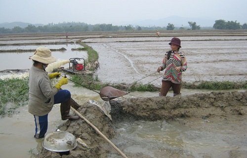 Nguồn gốc và cách trồng cây lúa nước-8