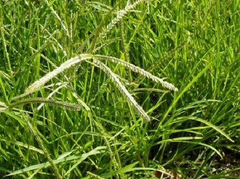 Nguồn gốc và cách trồng cây lúa nước-9