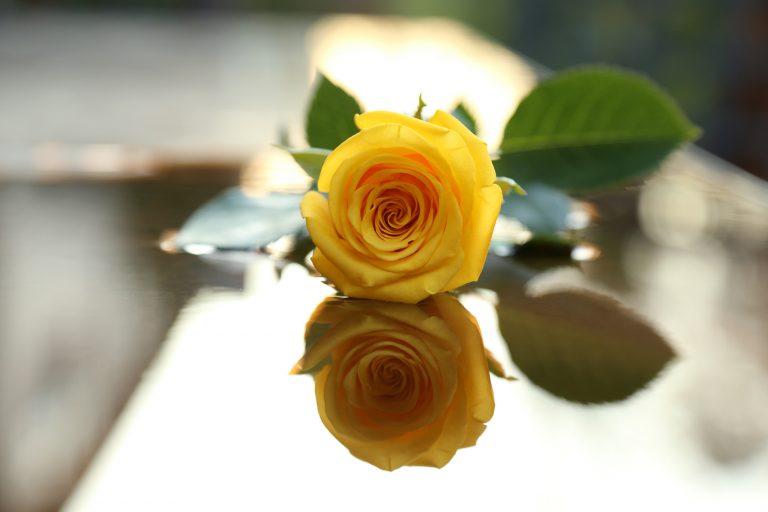 Hình nền hoa hồng vàng