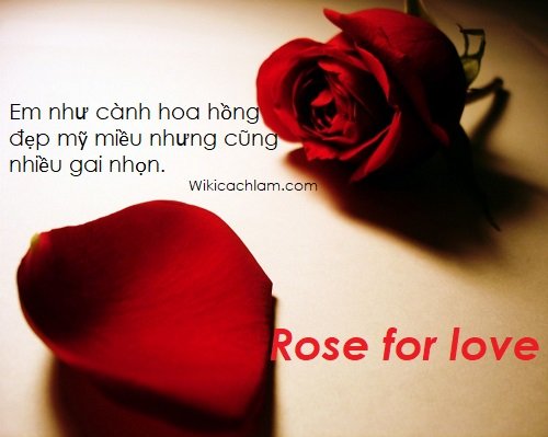 Câu nói hay về hoa hồng, Stt hoa hồng trong tình yêu-5