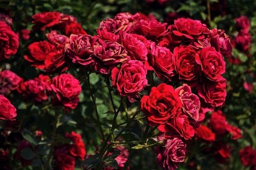Câu nói hay về hoa hồng, Stt hoa hồng trong tình yêu-8