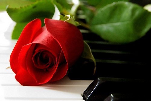 Câu nói hay về hoa hồng, Stt hoa hồng trong tình yêu-9