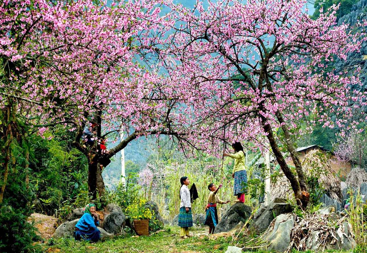 Hình ảnh hoa đào đẹp ngày Tết khoe sắc-27
