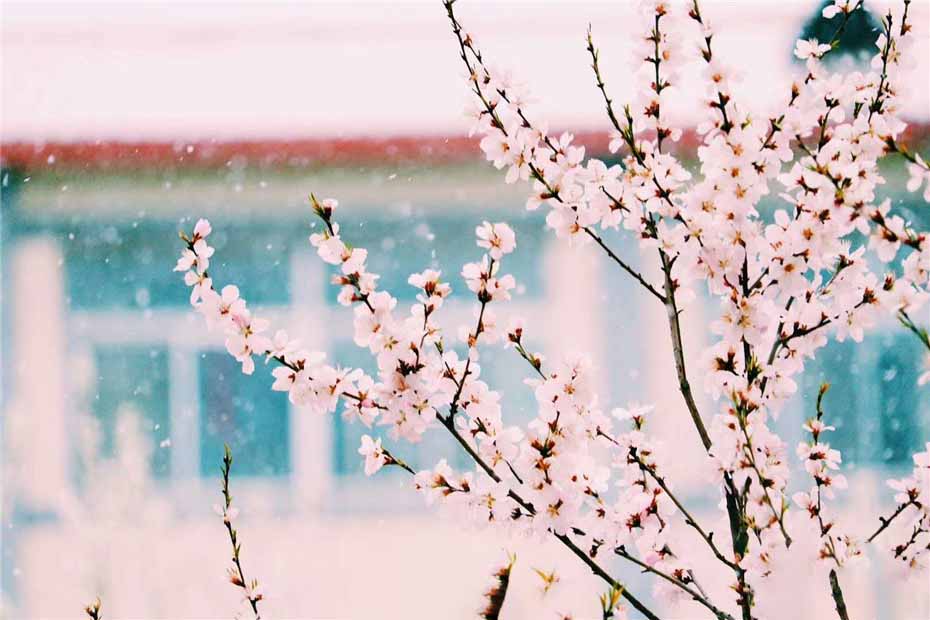Hình ảnh hoa đào đẹp ngày Tết khoe sắc-29