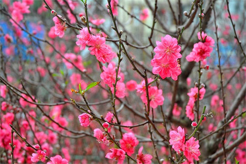 Hình ảnh hoa đào đẹp ngày Tết khoe sắc-11