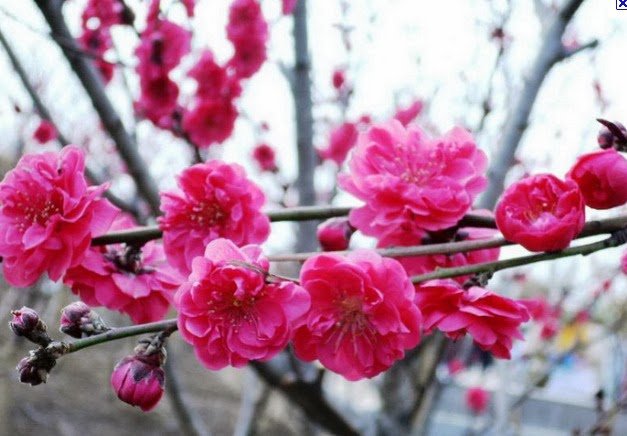 Hình ảnh hoa đào đẹp ngày Tết khoe sắc-13