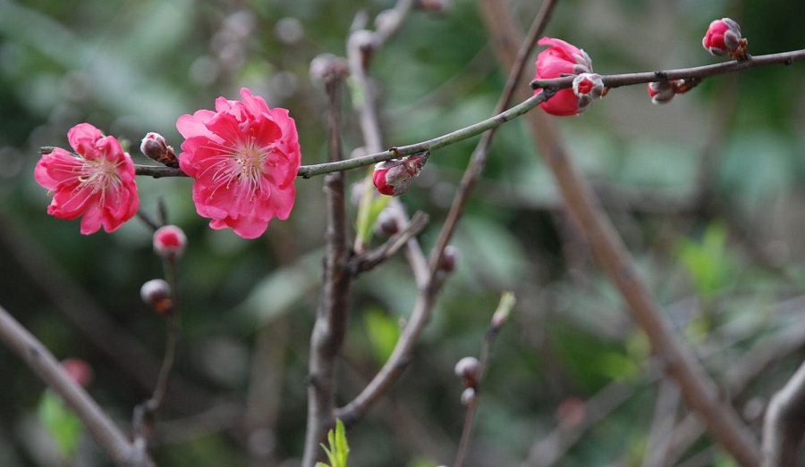 Hình ảnh hoa đào đẹp ngày Tết khoe sắc-14