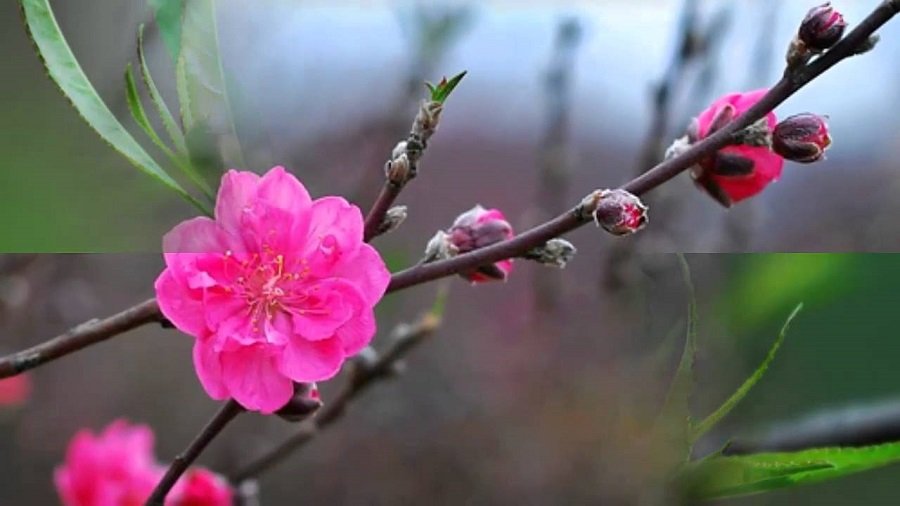 Hình ảnh hoa đào đẹp ngày Tết khoe sắc-19