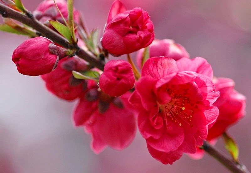 Hình ảnh hoa đào đẹp ngày Tết khoe sắc-4