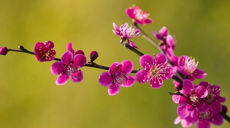 Hình ảnh hoa đào đẹp ngày Tết khoe sắc-7