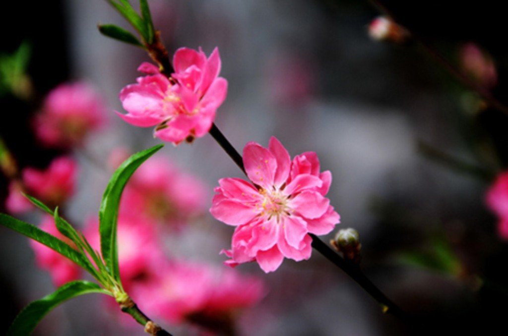 Hình ảnh hoa đào đẹp ngày Tết khoe sắc-8