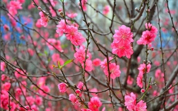 Hình ảnh hoa đào đẹp ngày Tết khoe sắc-9