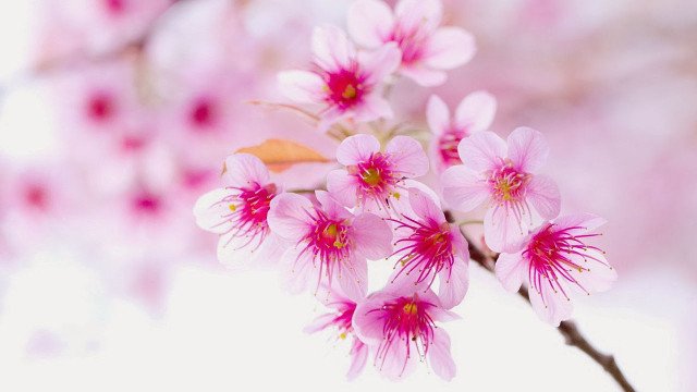 Hình ảnh hoa đào đẹp ngày Tết khoe sắc-3