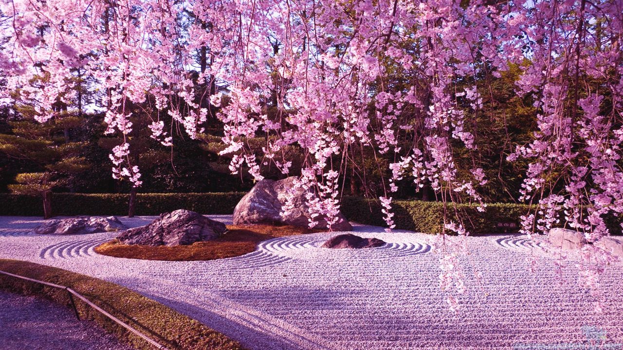 Hình nền hoa anh đào Nhật Bản đẹp cho điện thoại và máy tính-13