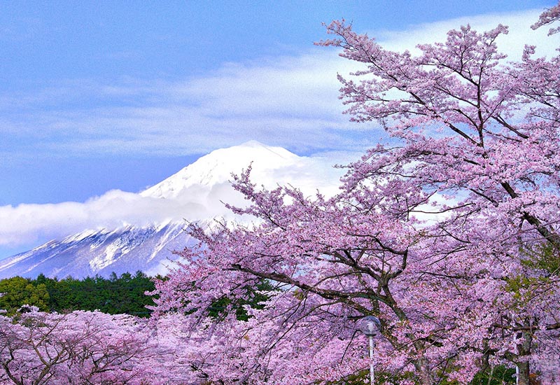 Hình nền hoa anh đào Nhật Bản đẹp cho điện thoại và máy tính-21