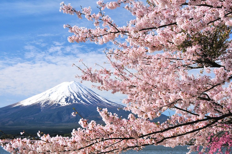 Hình nền hoa anh đào Nhật Bản đẹp cho điện thoại và máy tính-1