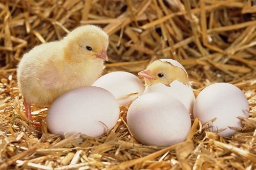 Nằm mơ thấy trứng là điềm báo gì? Đánh con gì?