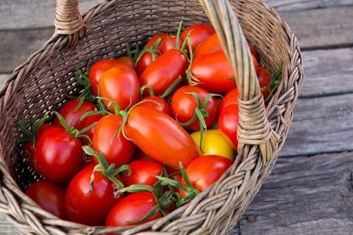 Cách trồng cà chua nhanh lớn, sai trĩu quả trong thùng xốp, chậu-5