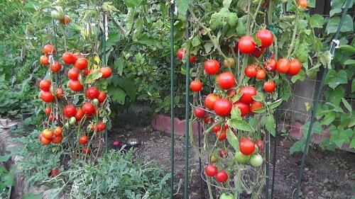 Cách trồng cà chua nhanh lớn, sai trĩu quả trong thùng xốp, chậu-2
