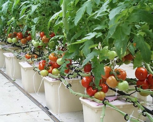 Cách trồng cà chua nhanh lớn, sai trĩu quả trong thùng xốp, chậu-3