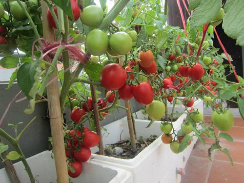 Cách trồng cà chua nhanh lớn, sai trĩu quả trong thùng xốp, chậu-4