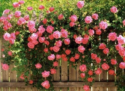 Cách trồng và chăm sóc hoa hồng leo ra hoa nở rực