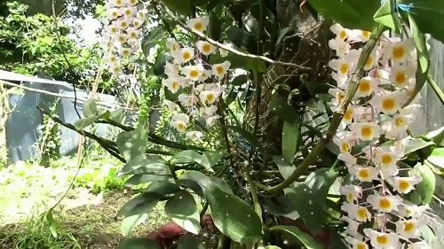 Cách trồng và chăm sóc lan Kiều (Thủy tiên) nở hoa đẹp