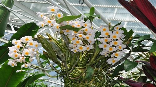 Cách trồng và chăm sóc lan Kiều (Thủy tiên) nở hoa đẹp-5