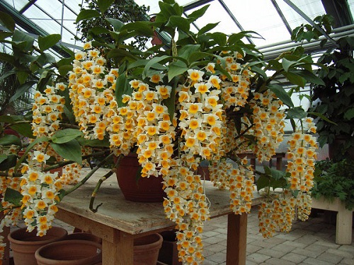 Cách trồng và chăm sóc lan kiều vàng ra hoa đẹp