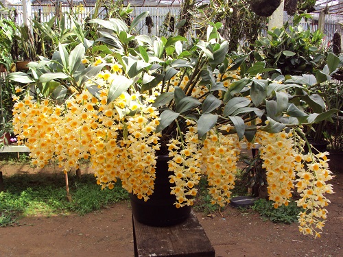 Cách trồng và chăm sóc lan kiều vàng ra hoa đẹp-5