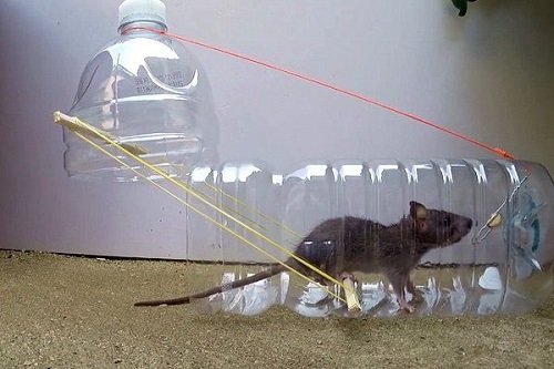 cách làm bẫy chuột bằng thùng sơn