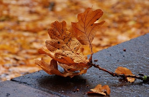 Những bài thơ về mùa thu buồn, lãng mạn hay nhất-8