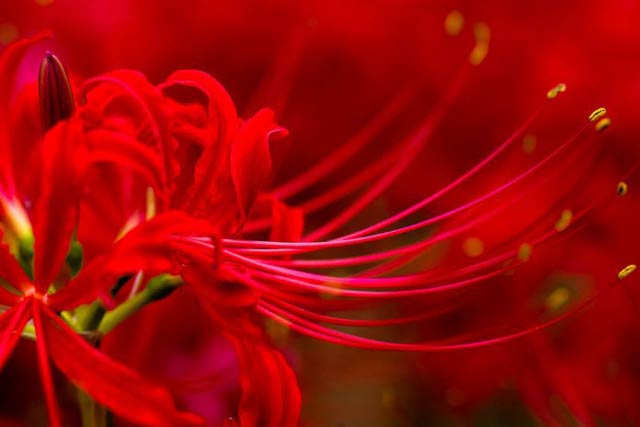 Hình nền hoa bỉ ngạn đẹp chất lượng Full HD-23