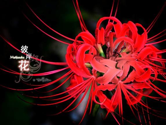 Hình nền hoa bỉ ngạn đẹp chất lượng Full HD-5