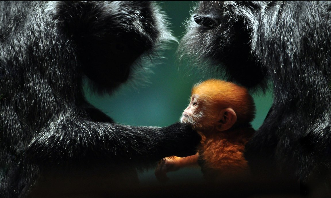 Chia sẻ 101 hình ảnh con khỉ đẹp nhất thế giới 3D chất lượng cao
