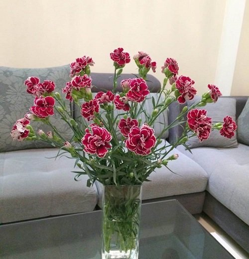6 cách cắm hoa cẩm chướng vào lọ đẹp mê mẩn-2