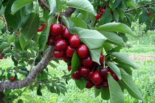 Cách trồng Cherry, hướng dẫn chăm sóc đúng cách-5
