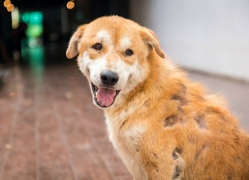 Chó bị rụng lông: Nguyên nhân và cách điều trị hiệu quả-1