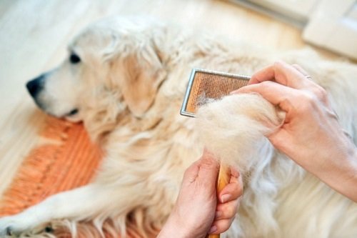 Chó bị rụng lông: Nguyên nhân và cách điều trị hiệu quả-3
