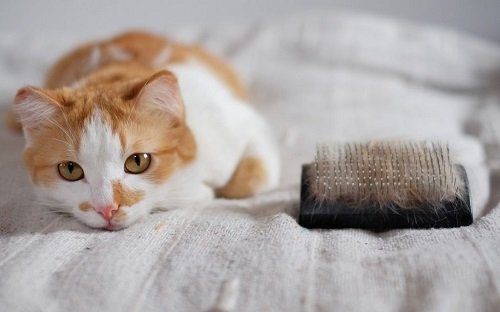 Mèo bị rụng lông: Nguyên nhân và cách chữa trị-3