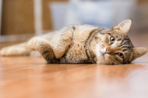 Mèo bị tiêu chảy: Nguyên nhân và cách điều trị bằng thuốc-3