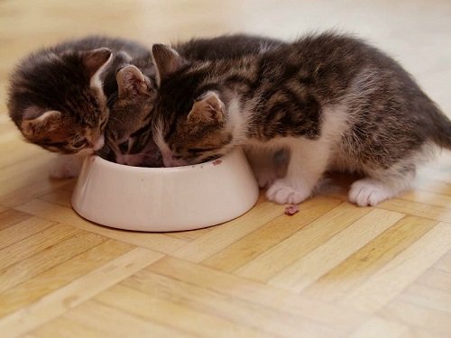Mèo bị tiêu chảy: Nguyên nhân và cách điều trị bằng thuốc-4