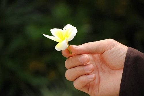 Hoa rơi cửa Phật là gì? Ý nghĩa của hoa rơi cửa Phật-4