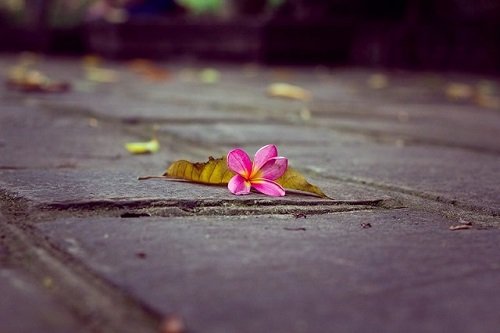 Hoa rơi cửa Phật là gì? Ý nghĩa của hoa rơi cửa Phật-3