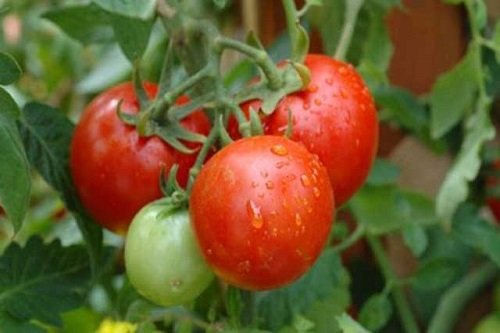 Cách bảo quản cà chua không hư, dùng quanh năm-1